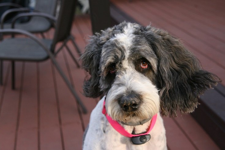 Saint Berdoodle