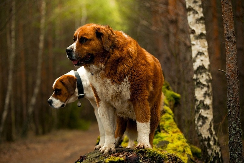 Saint Bernard