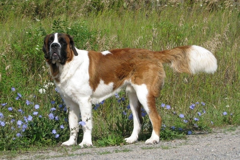 Saint Bernard dog outdoor