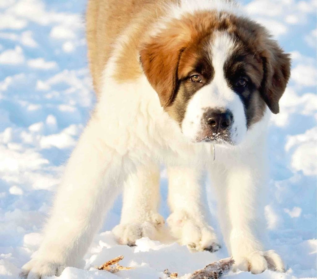 Saint Pyrenees puppy on snow