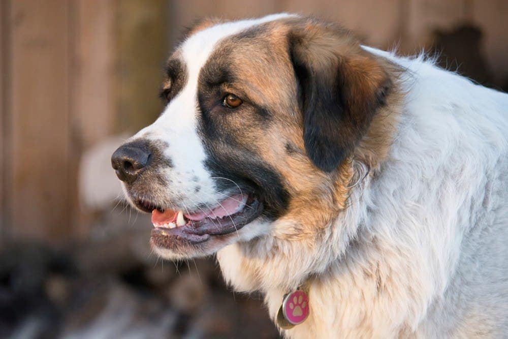 Saint Pyrenees smiling