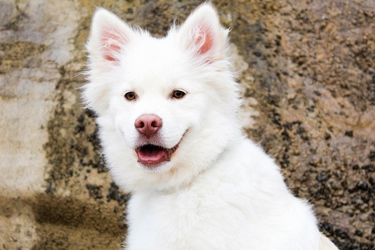 Samoyed