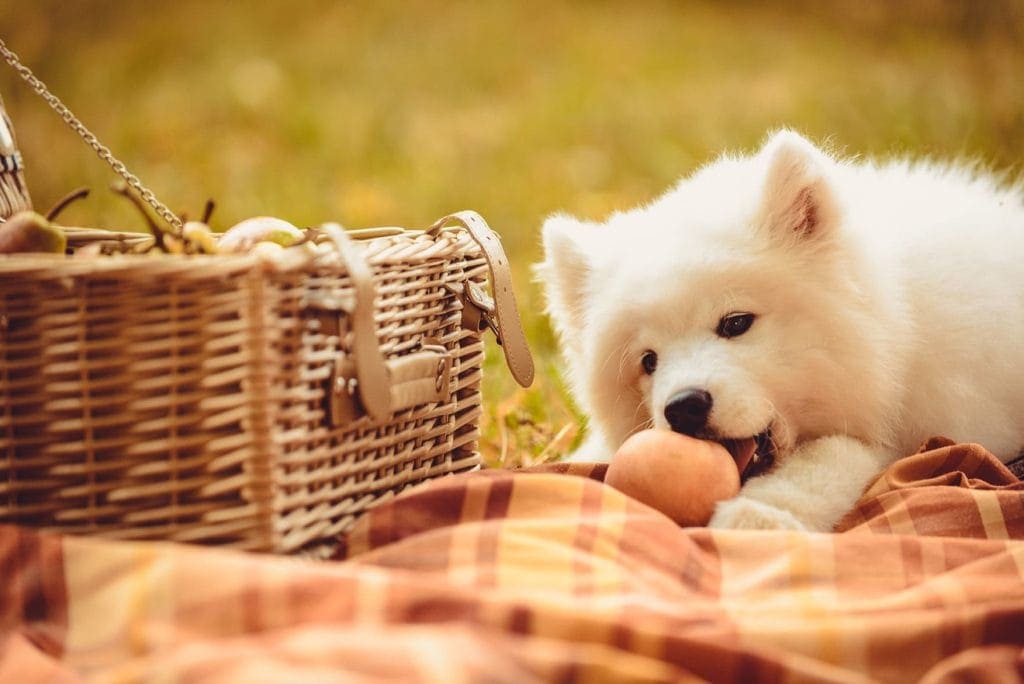 Samoyed eating peach
