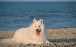How Much Does a Samoyed Cost? 2026 Price Guide | Hepper Pet Resources