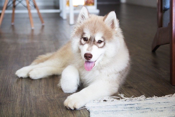 Un samusky