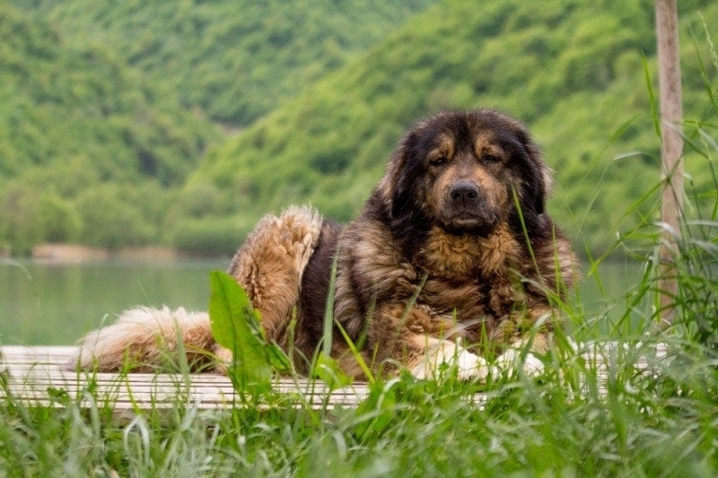 Sarplaninac, shepheard dog breed_ZL photography_shutterstock