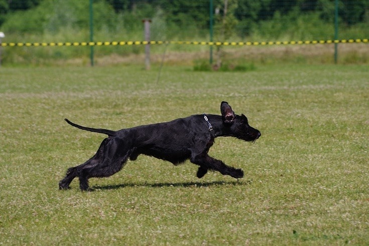 Schnauzer Training
