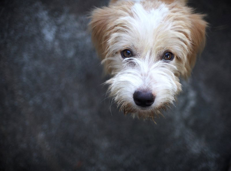 Schneagle mixed breed dog