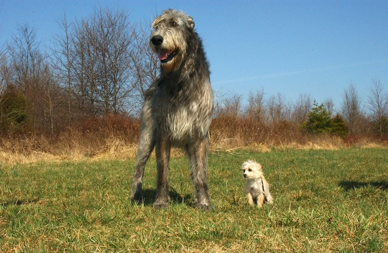 Scottish Deerhound and Maltese dogs