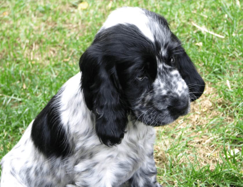 blue spaniel puppy