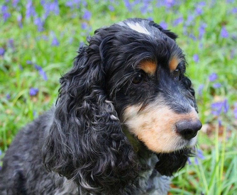 blue spaniel