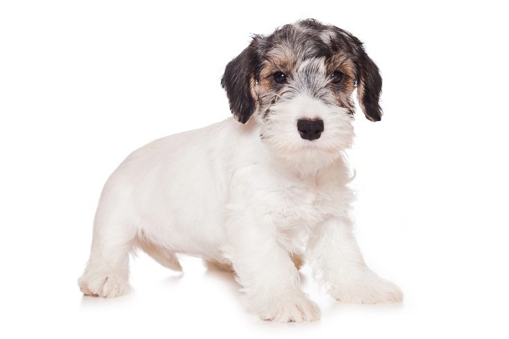 Sealyham Terrier puppy