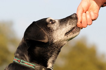 Senior Dog Supplement_shutterstock_schubbel