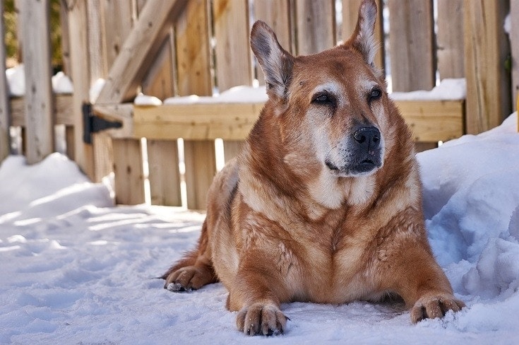 Senior dog during snow