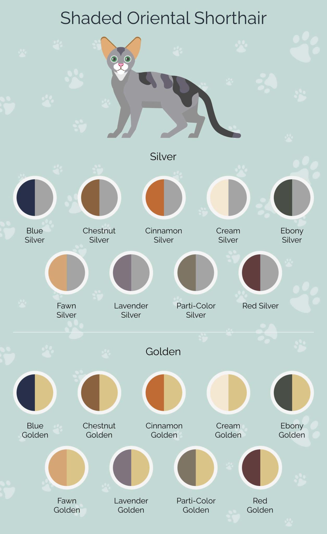 100-oriental-shorthair-cat-colors-with-infographic-hepper-pet-resources