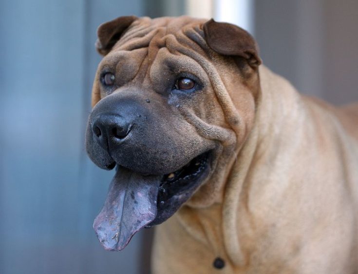 Shar-Pei with tongue out