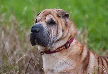 Sharpei Closeup