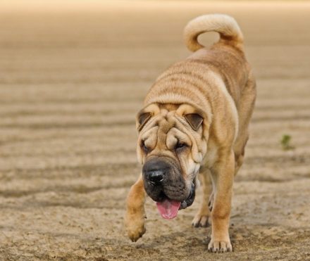 Why Are Shar Peis So Wrinkly? Breed Characteristics & Care Tips ...