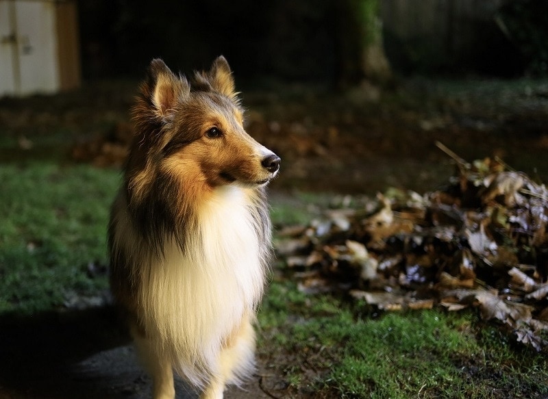 Sheltie at night