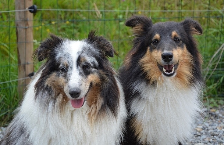 Shepherd shetland couple