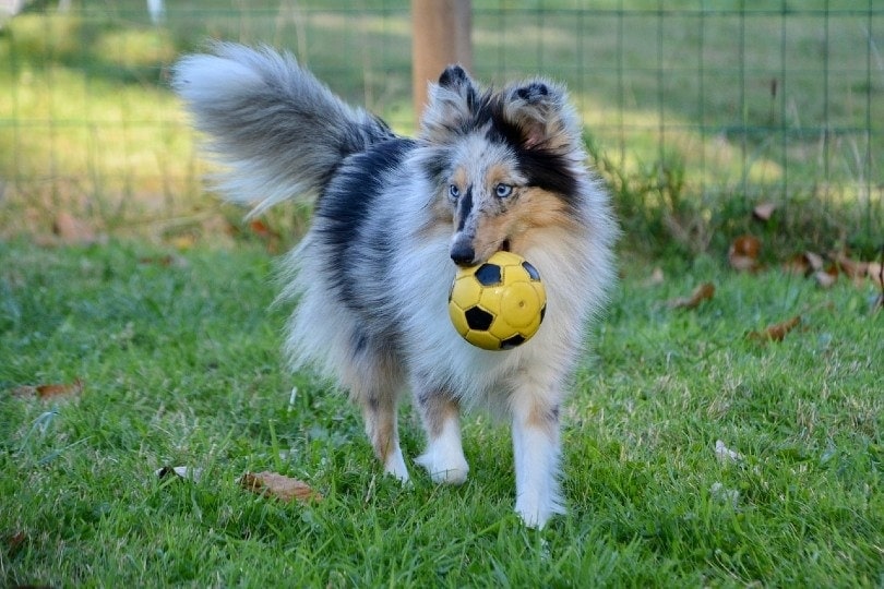 Shetland Sheepdog playing with ball