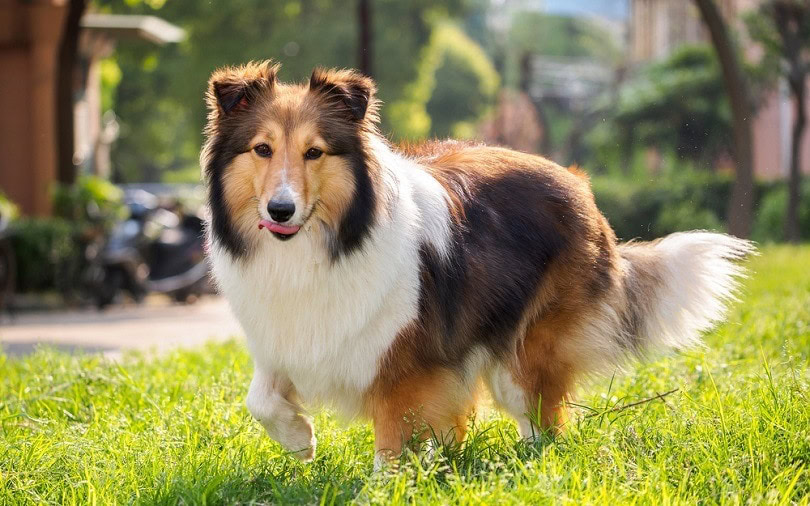 Shetland sheepdog, collie, smile with big mouth_atiger_shutterstock