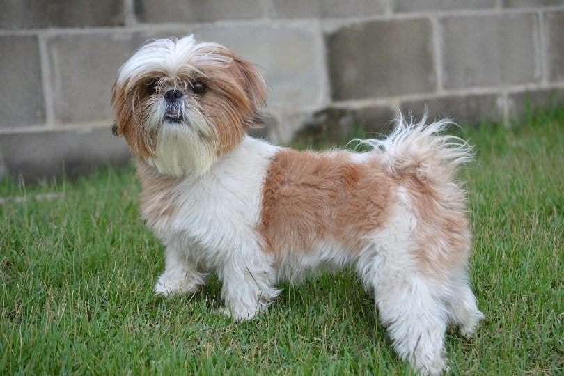 Shih Tzu walking outdoor