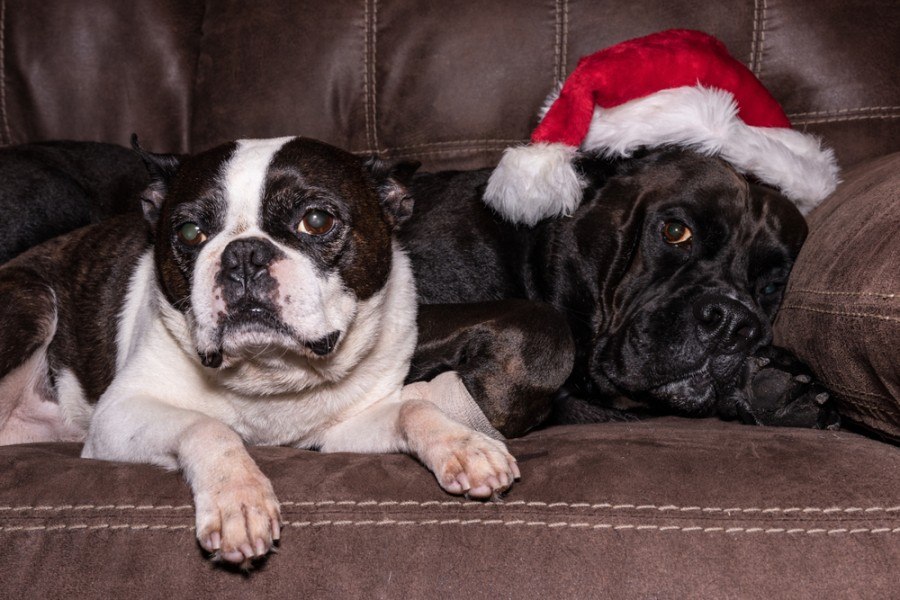 boston terrier and labrador