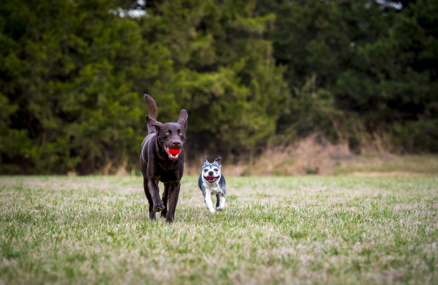 boston terrier and labrador