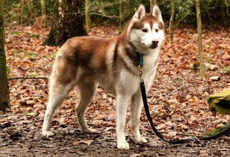 Siberian Husky