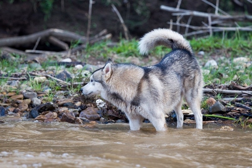 Siberian Husky dog_Thipwan_shutterstock