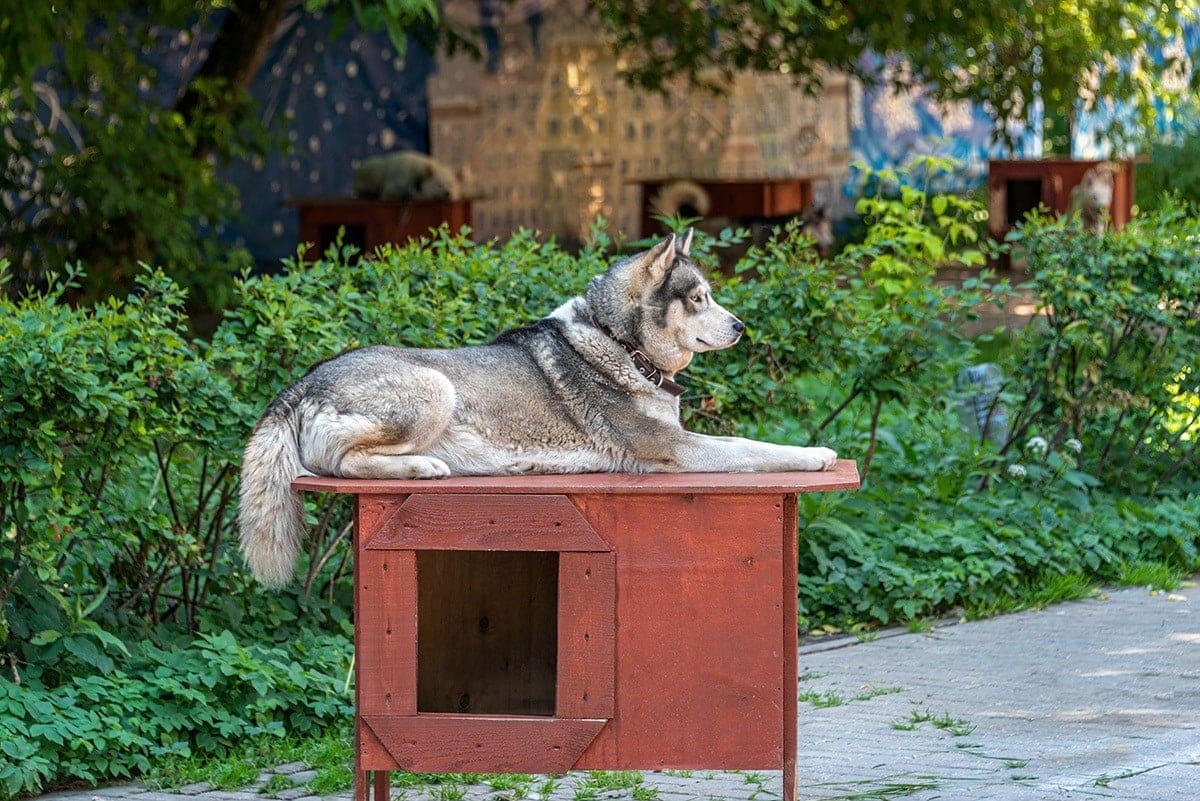 Siberian Husky sitting above doghouse