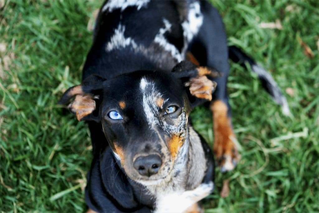 Sissie, double dapple with Heterochromia iridum