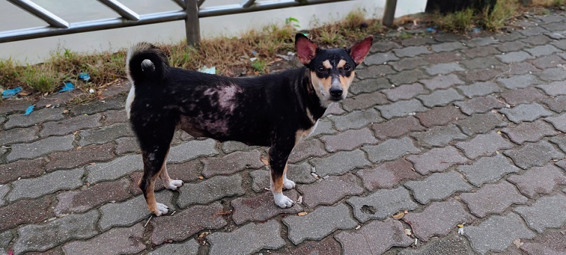 Skin diseases of a black dirty street dog_kazi suhel tanvir mahmud_shutterstock
