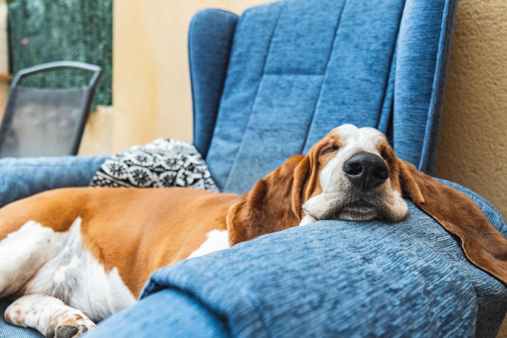 Sleeping Basset Hound on chair
