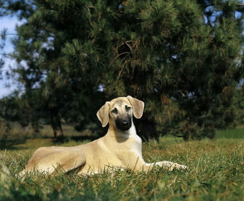 Sloughi puppy laying on Grass