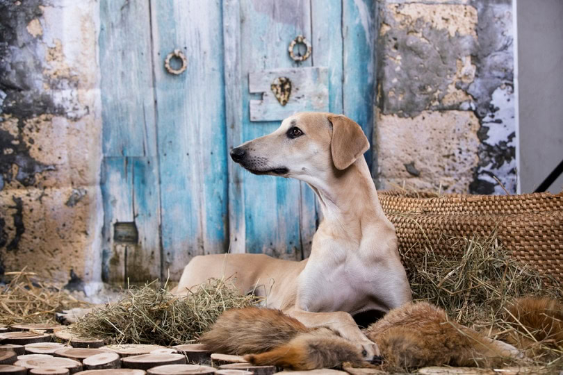 Sloughi greyhound hunting dog