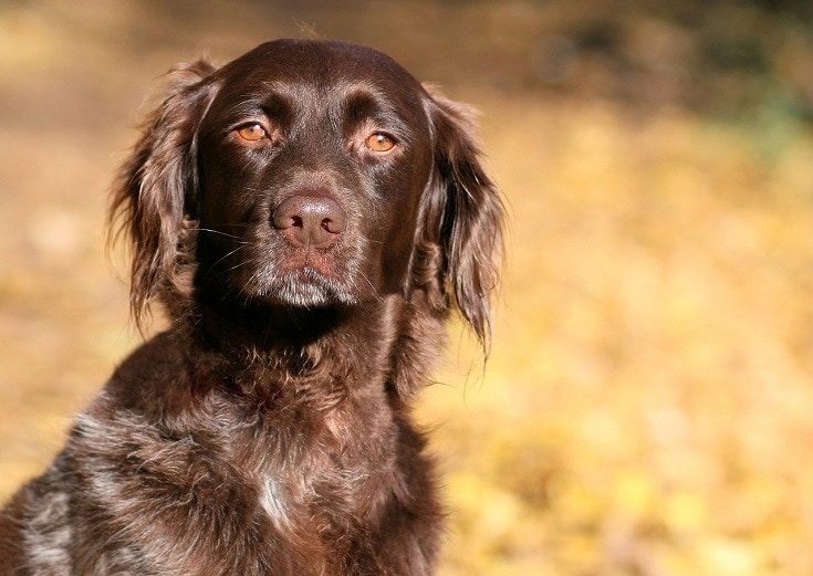Small Munsterlander dog