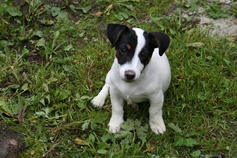 Smooth Fox Terrier puppy