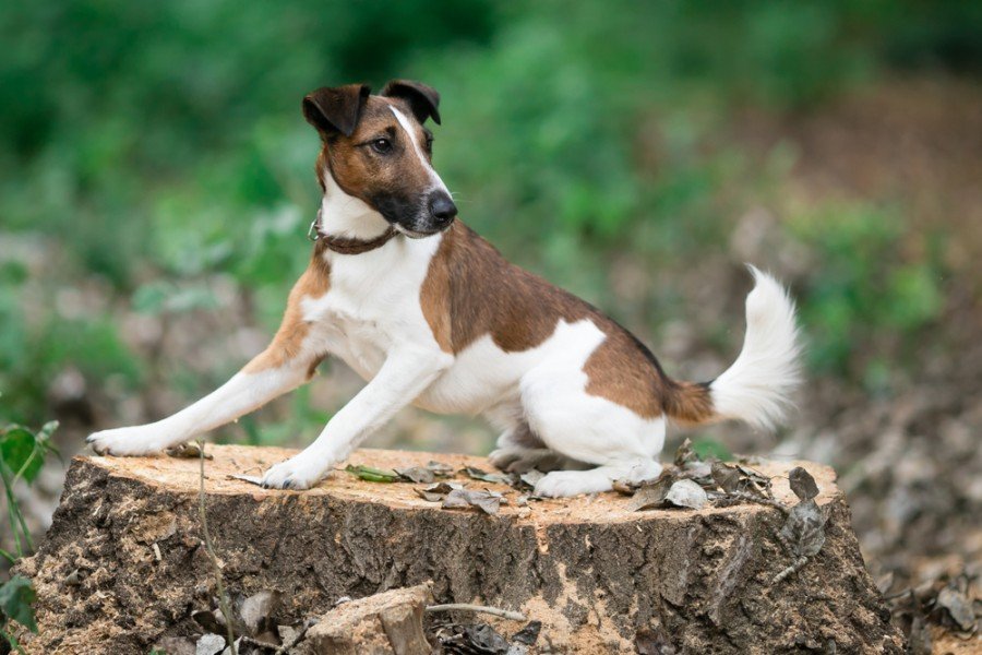 Smooth fox terrier lies on a stump in the park_elena valenbaya_shutterstock