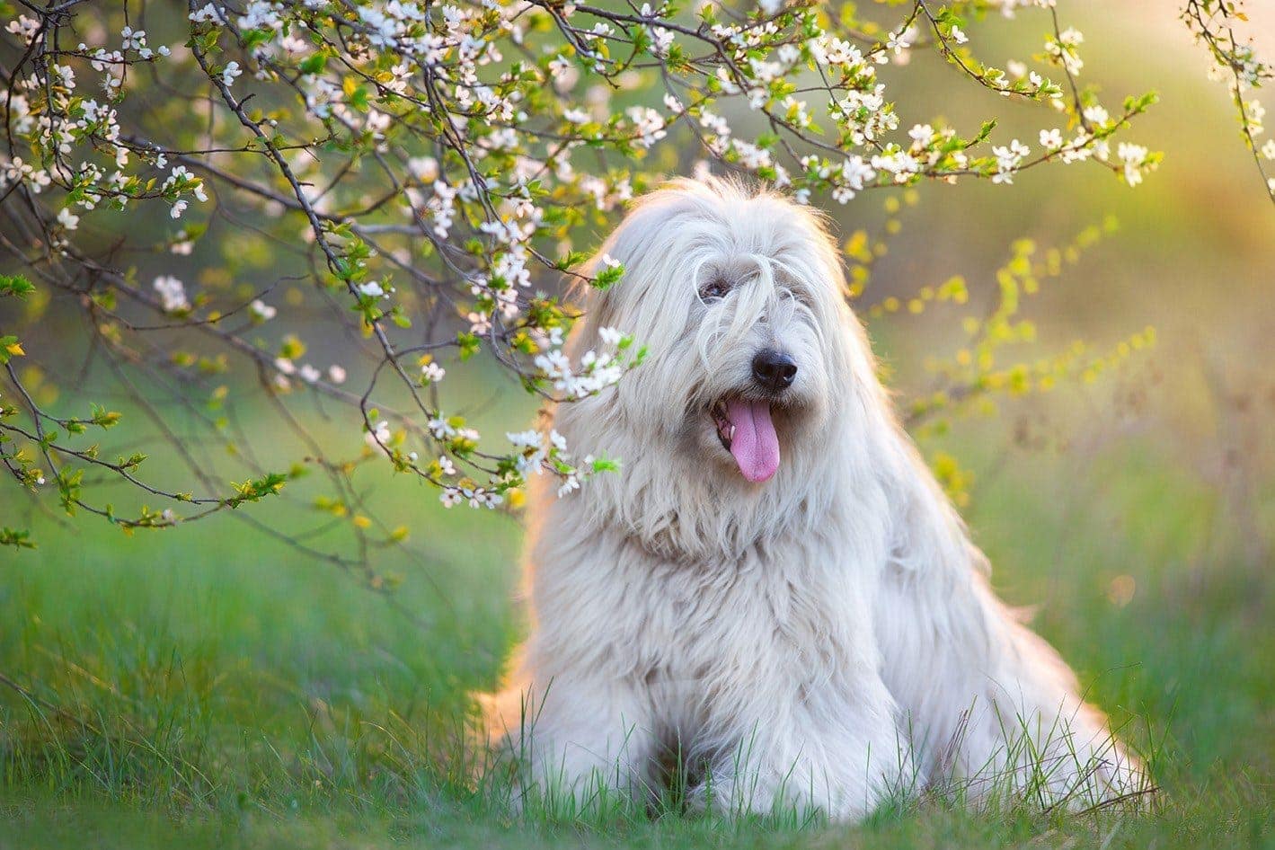 South Russian Sheepdog