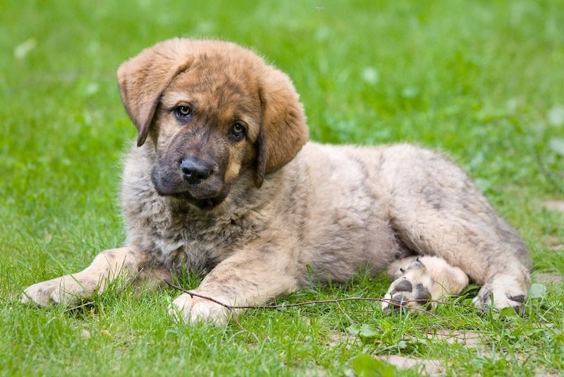 Spanish Mastiff puppy