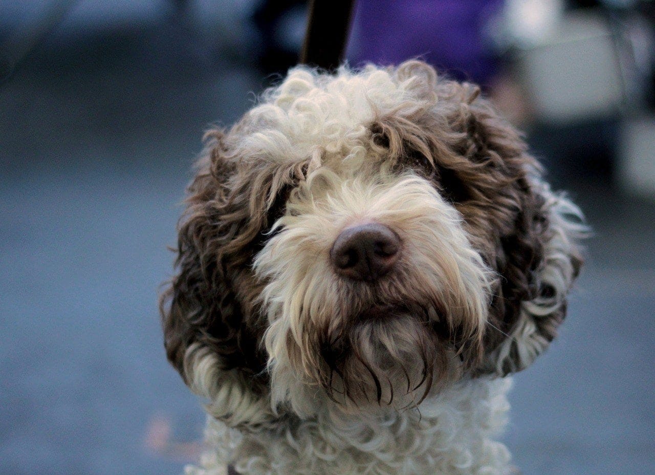 Spanish Water Dog