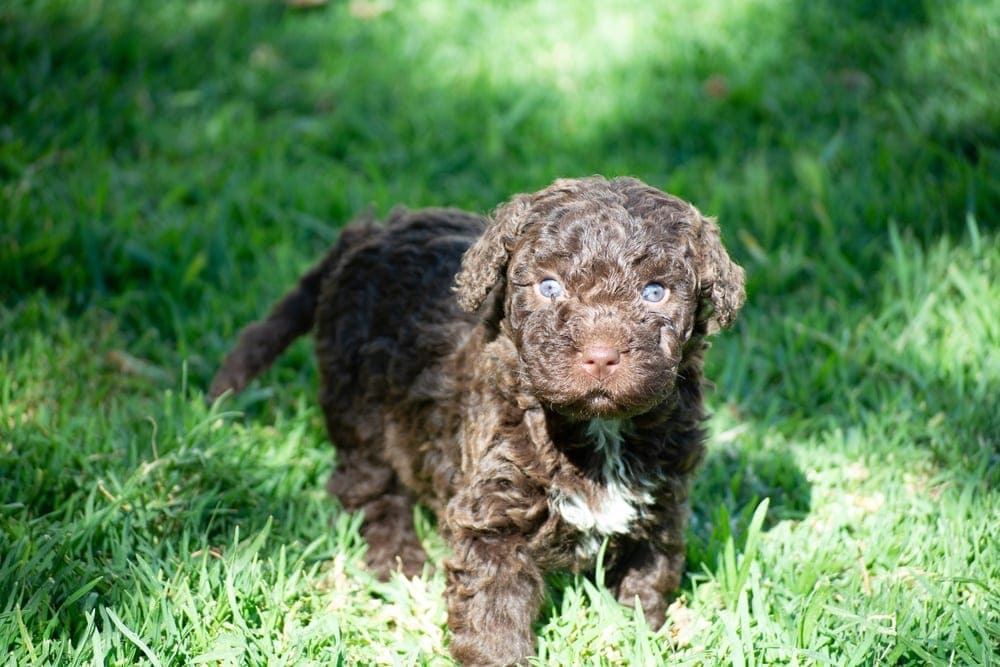 Spanish Water Dog puppy