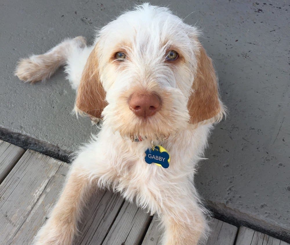 Spinone Italiano puppy