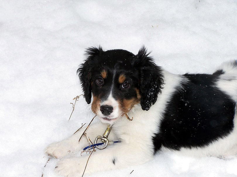 Springer Spaniel sheepdog puppy