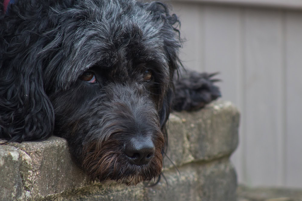 Springerdoodle mixed dog breed
