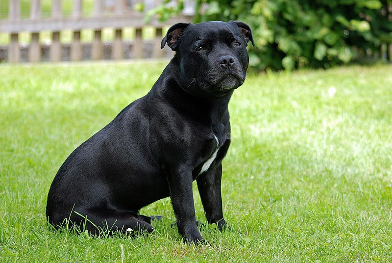 Staffordshire Bull Terrier