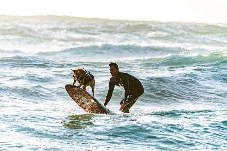 Surfer Australian Dog