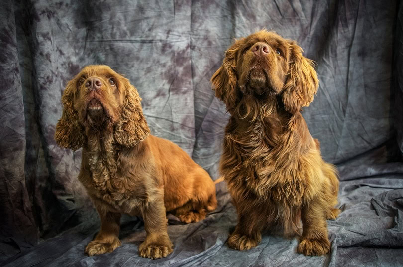 Sussex Spaniel_rebeccaashworth_shutterstock